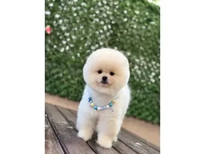 Ev ortamında büyüyen sağlıklı Pomeranian erkek yavru