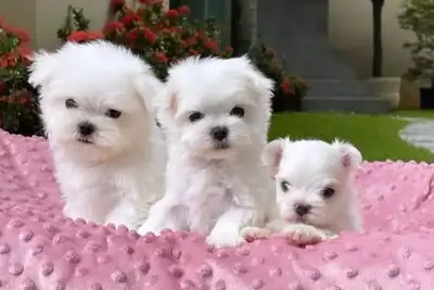 House Raised Maltese Puppies