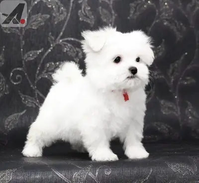 House Raised Maltese Puppies