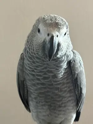 Jako papağan