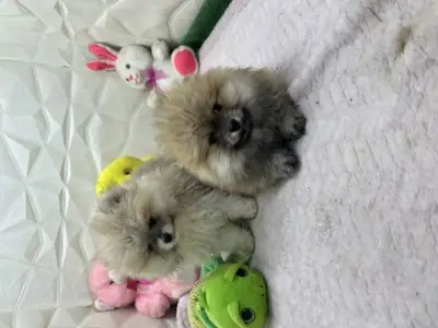 Jeune Pomeranian mâle élevé en environnement familial