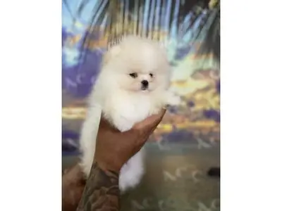 Charmante femelle Pomeranian douce et proche de l’humain