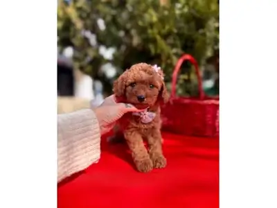 Toy Poodle mâle très attentif et facile à vivre