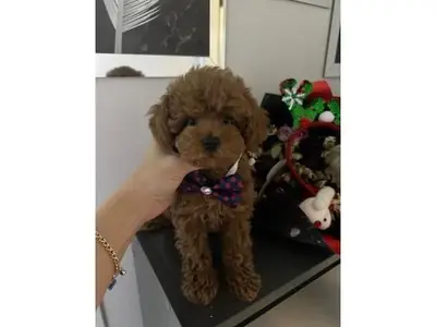 Femelle Toy Poodle affectueuse élevée avec attention