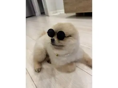 Cachorro Pomeranian macho criado con dedicación familiar