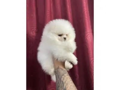 Hembra Pomeranian tranquila y muy apegada a las personas