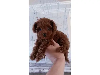 Cachorro Toy Poodle macho muy atento y equilibrado