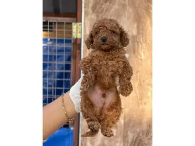 Elegante hembra Toy Poodle criada con mucho cuidado