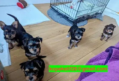 Male and female Yorkshire Terrier puppies are being given away as a gift