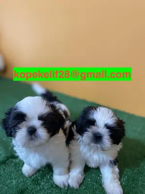 Des chiots Shih Tzu mâle et femelle sont offerts en cadeau