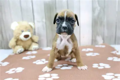 Erkek ve dişi Boxer yavruları hediye olarak veriliyor