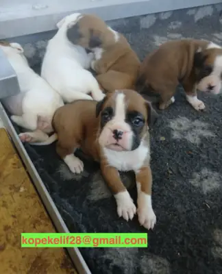 Erkek ve dişi Boxer yavruları hediye olarak veriliyor
