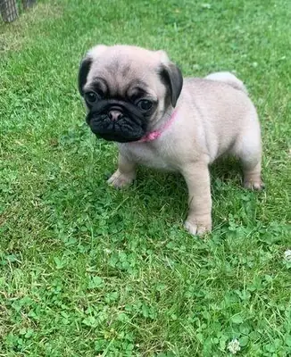 Cachorros de carlino machos y hembras gratis.