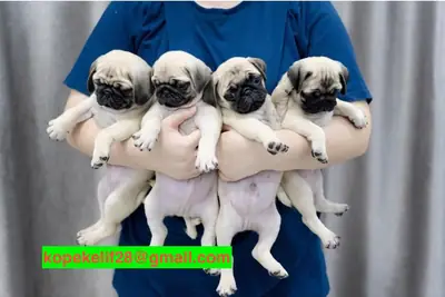 Cachorros Pug machos y hembras gratis