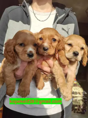 Ücretsiz erkek ve dişi Cocker Spaniel yavruları