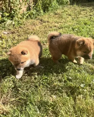 Ücretsiz erkek ve dişi Shiba Inu yavruları