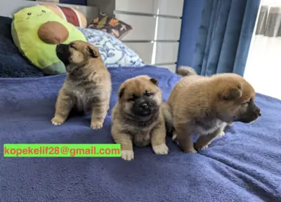 Cachorros Shiba Inu machos y hembras gratis