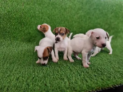 免费赠送杰克罗素梗幼犬，公母都有。