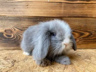 Uysal karakterli Mini Lop tavşan sahiplendirme