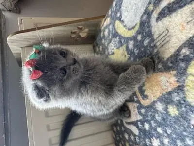 Evde büyümüş sakin karakterli British Shorthair