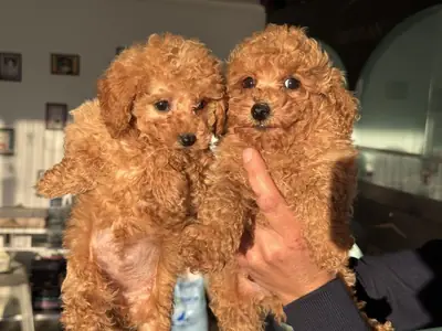 Male and female poodle puppies are given as gifts.