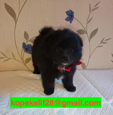 雄性和雌性博美犬幼崽作为礼物赠送