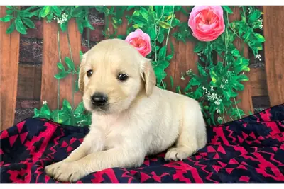 Erkek ve dişi Golden Retriever yavruları hediye olarak veriliyor
