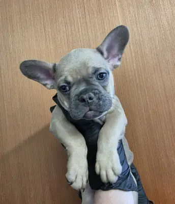 Erkek ve dişi Fransız Bulldog yavruları hediye olarak veriliyor