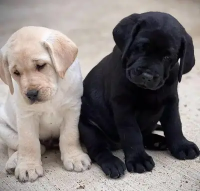 Erkek ve dişi Labrador Retriever yavruları hediye olarak veriliyor