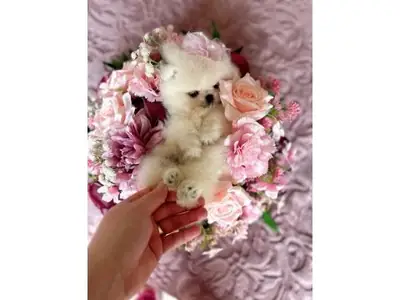 Mini boy Pomeranian dişi yavru oyuncu ve sağlıklı
