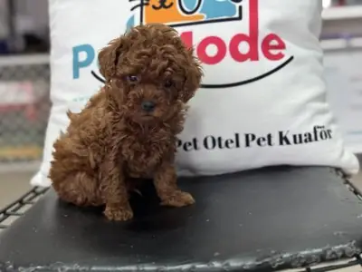 Red Toy Poodle erkek yavru tuvalet eğitimine yatkın