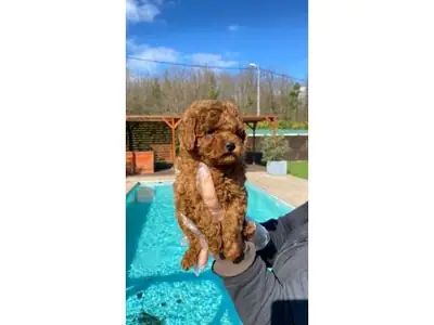 Oyuncu karakterli apricot Toy Poodle dişi yavru