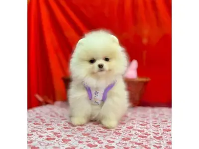 Cream female Pomeranian puppy with sweet temperament