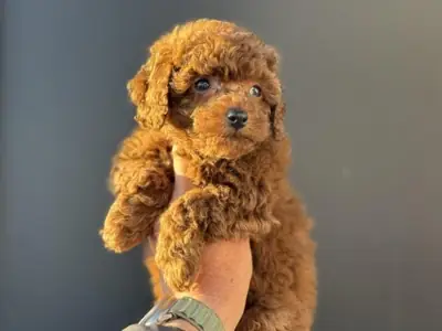 Intelligent red Toy Poodle boy with curly dense coat