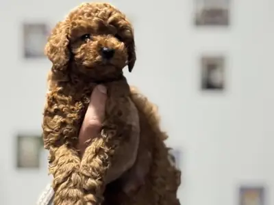 Apricot Toy Poodle girl very social and home raised