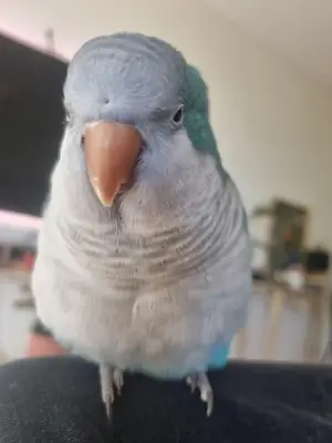 Chatty Quaker parrot that likes being part of everything