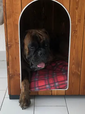 Gentle rescued Boxer ready to start again with a family