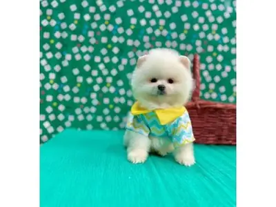 Chiot Pomeranian mâle orange élevé en environnement familial