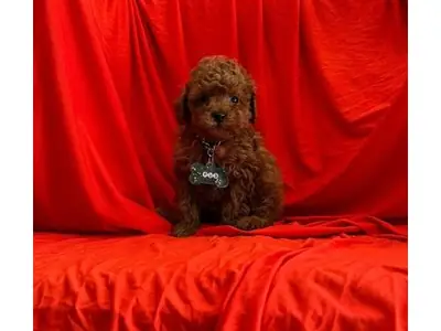 Femelle Toy Poodle abricot très affectueuse