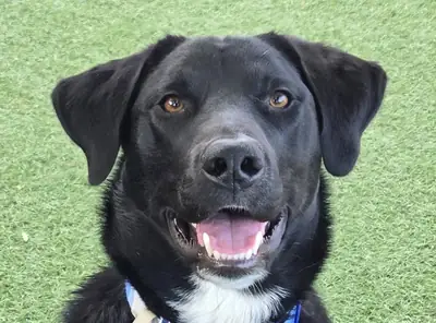 精力充沛、性情温和的拉布拉多犬..