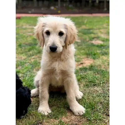 我们正在为我们的金毛寻回犬寻找一个..