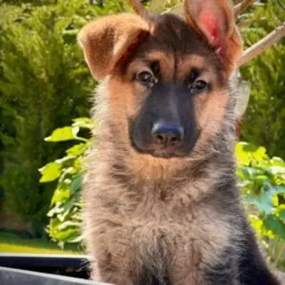 强壮、聪明的德国牧羊犬幼犬..