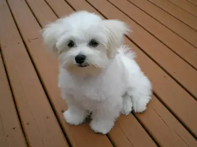 Our Maltese puppy got lost on a European tour.