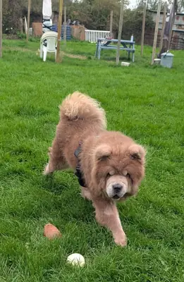 Chow Chow köpeğimiz artık bizi sevmiyor