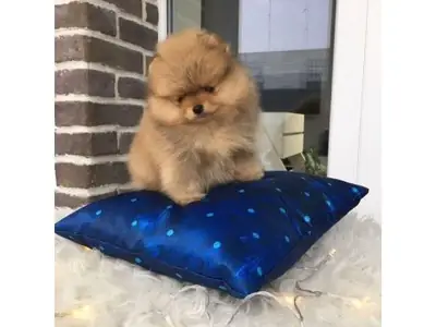 Cachorro Pomeranian macho muy peludo criado en casa