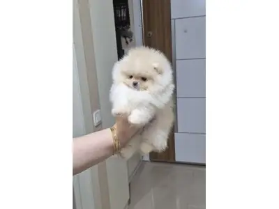 Pomeranian hembra color crema muy dulce y tranquila