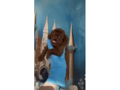 Toy Poodle rojo macho muy inteligente y atento