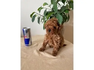 Toy Poodle hembra apricot muy sociable y cariñosa