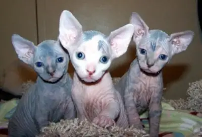 Beautiful Sphynx kittens. whatsapp us for details:+27848239748