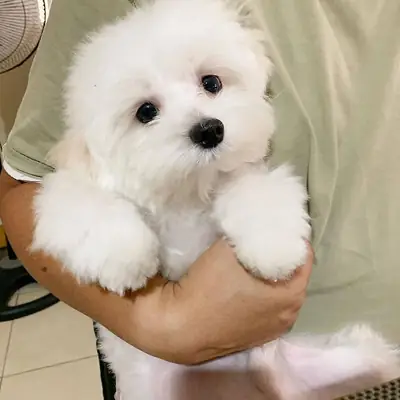 Two Top Class Maltese Puppies Available. whatsapp us for details:+27848239748
